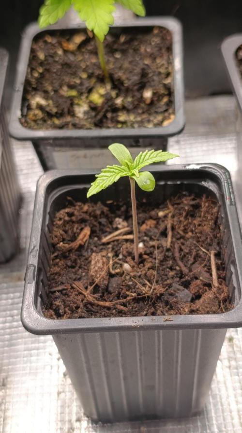 Gello Z & Xpertnutrients. Week 1