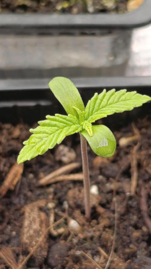 Gello Z & Xpertnutrients. Week 1