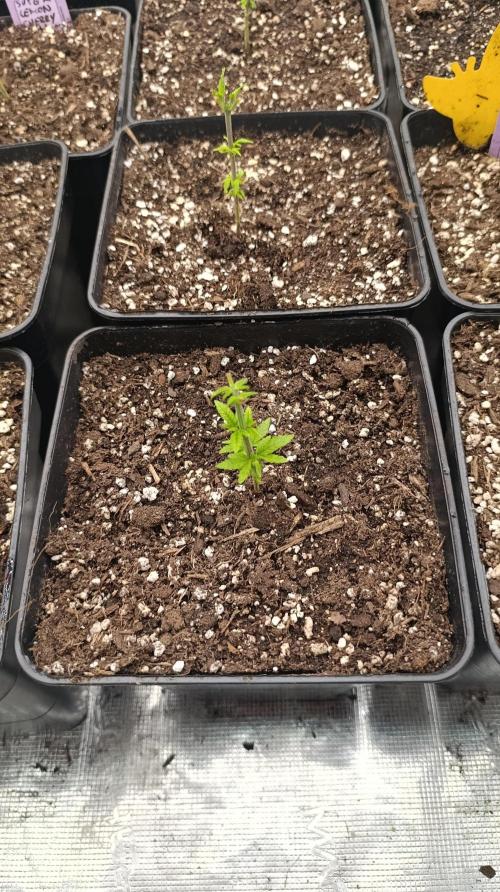 Astro Lemonade F1. Week 5