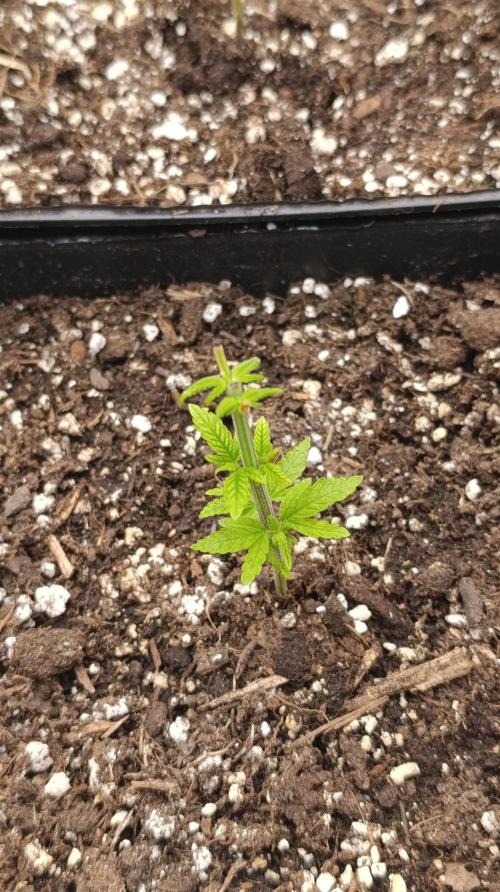 Astro Lemonade F1. Week 5