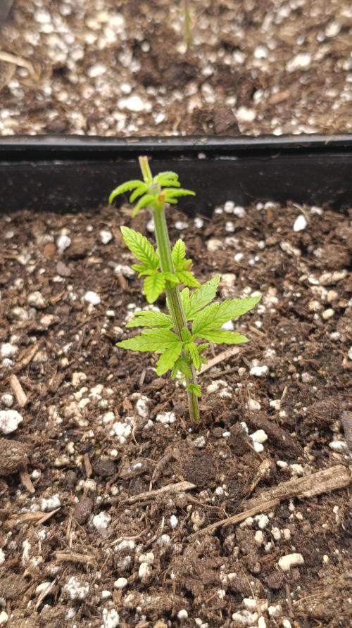Astro Lemonade F1. Week 5