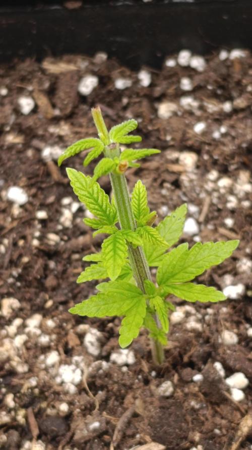 Astro Lemonade F1. Week 5