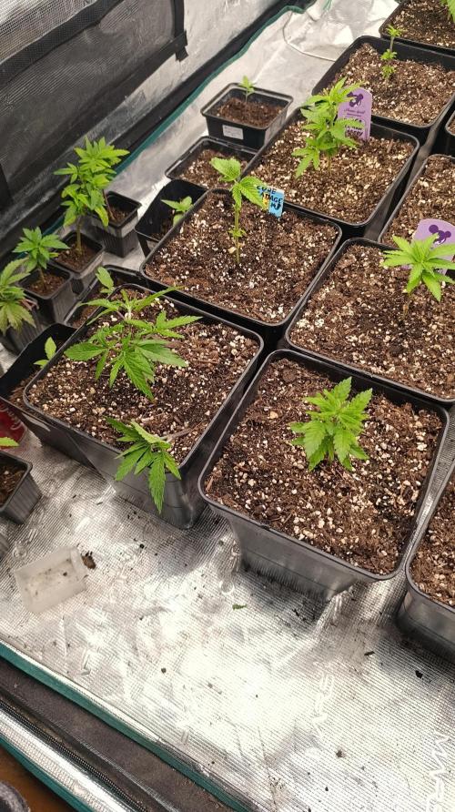 Cosmic Cheddar F1. Week 6