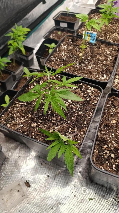 Cosmic Cheddar F1. Week 6
