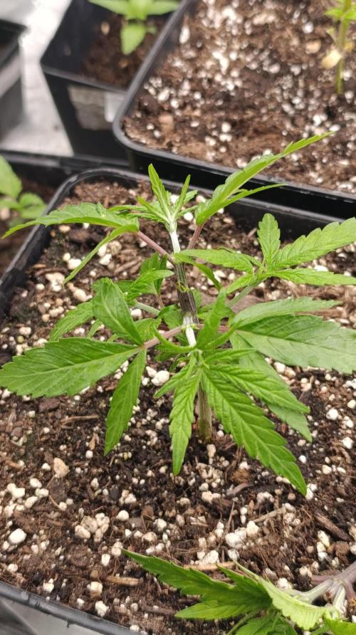 Cosmic Cheddar F1. Week 6
