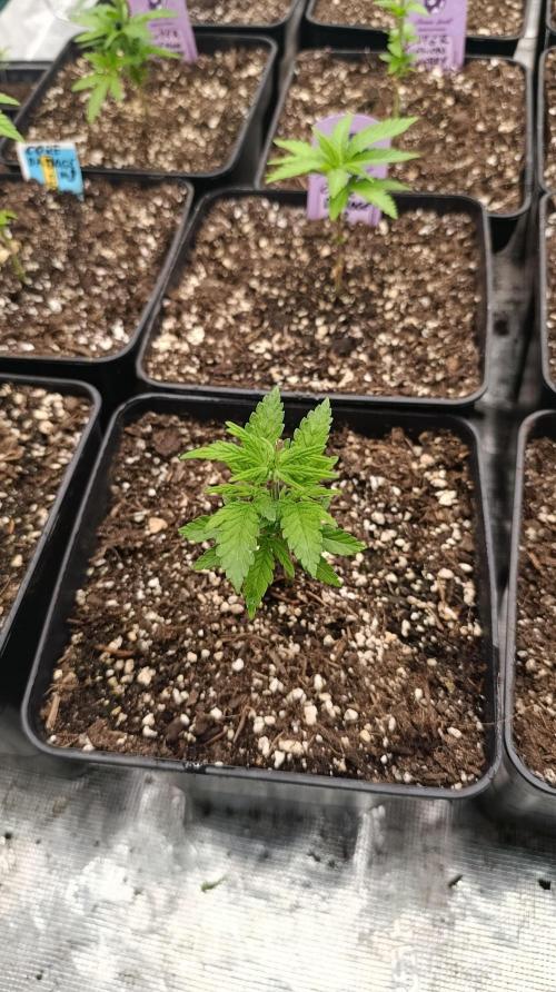 Cosmic Cheddar F1. Week 6