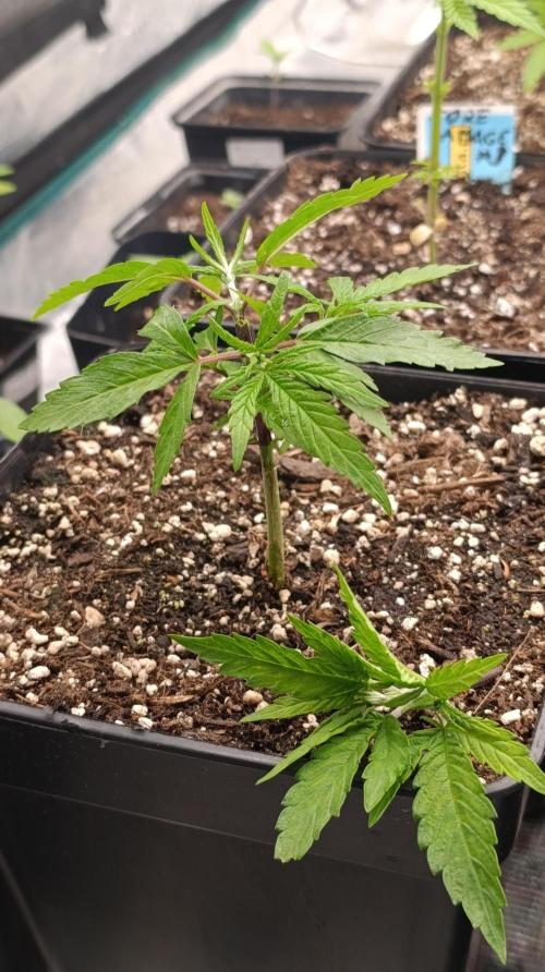Cosmic Cheddar F1. Week 6
