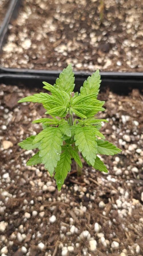 Cosmic Cheddar F1. Week 6