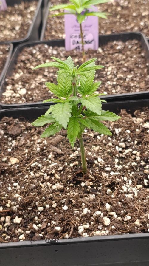 Cosmic Cheddar F1. Week 6