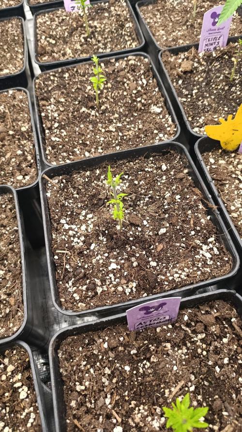 Iced Lemon Watermelon. Week 6
