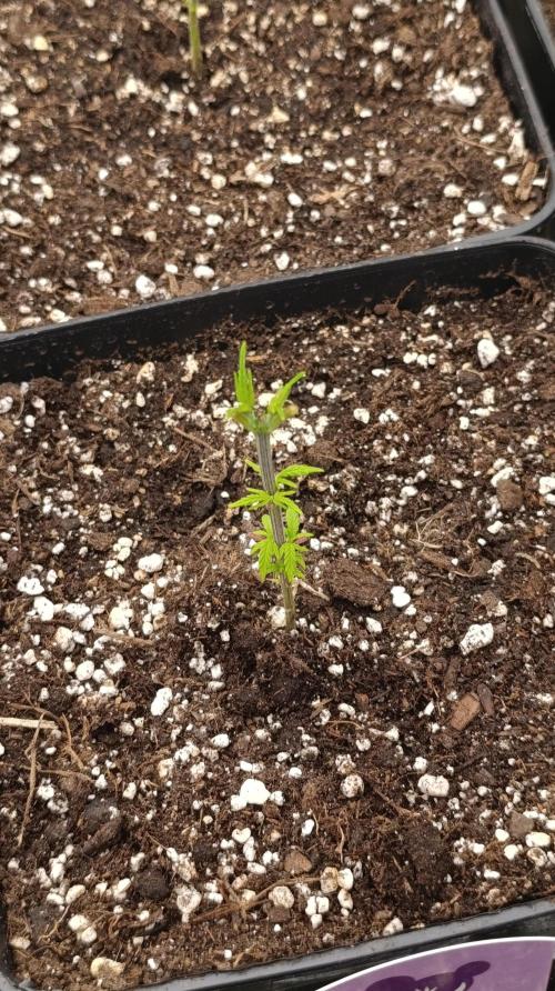 Iced Lemon Watermelon. Week 6