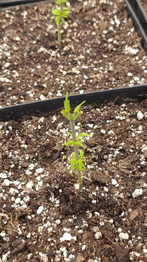 Iced Lemon Watermelon. Week 6