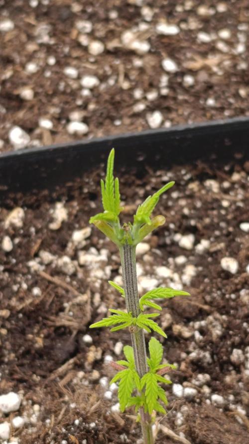 Iced Lemon Watermelon. Week 6