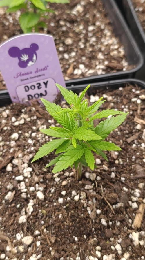 Dozy Don. Week 6