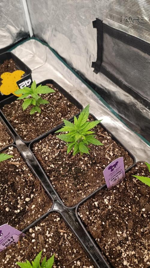 Pink Guava F1 FV. Week 6