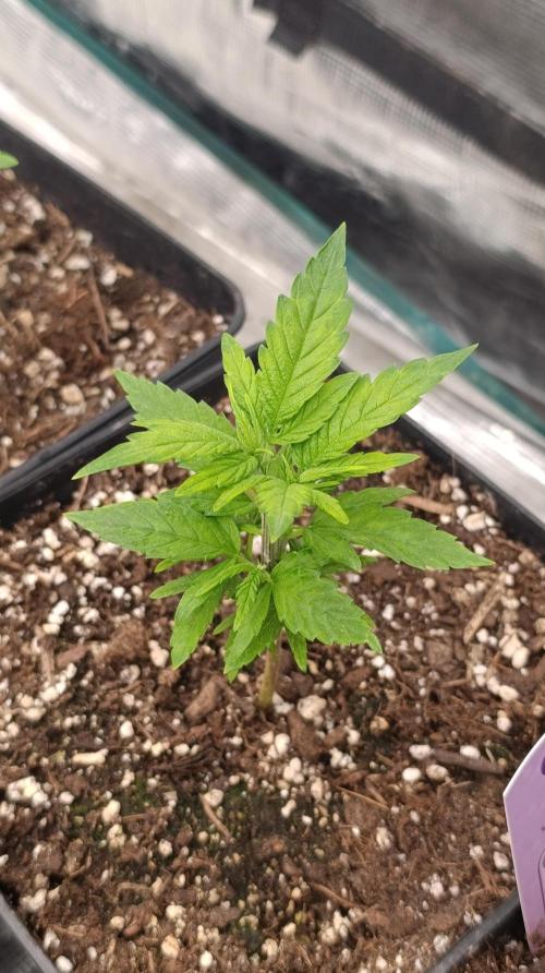 Pink Guava F1 FV. Week 6