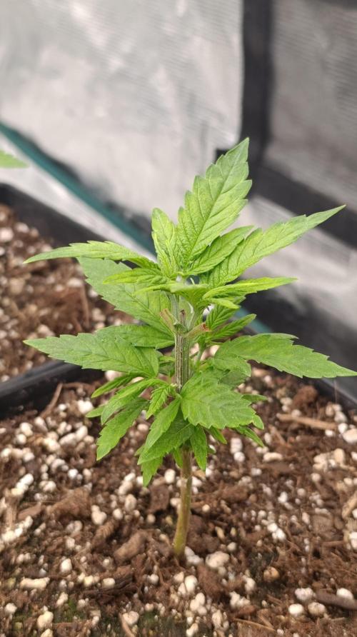 Pink Guava F1 FV. Week 6