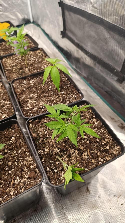 Gelonade. Week 6