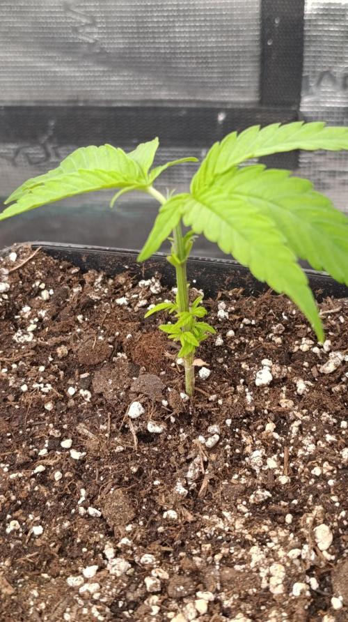 Gelonade. Week 6