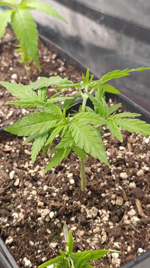 Gelonade. Week 6