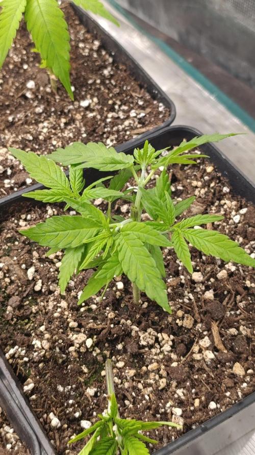Gelonade. Week 6