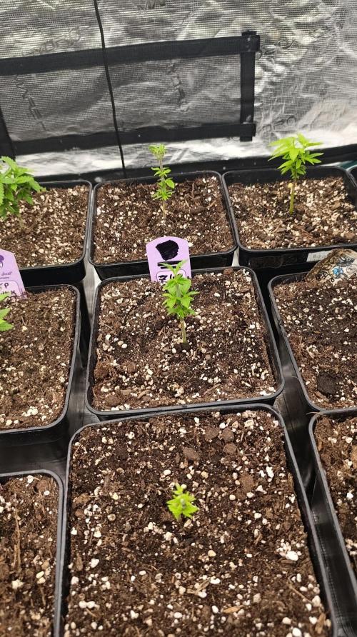 Z42 Limited Edition. Week 6
