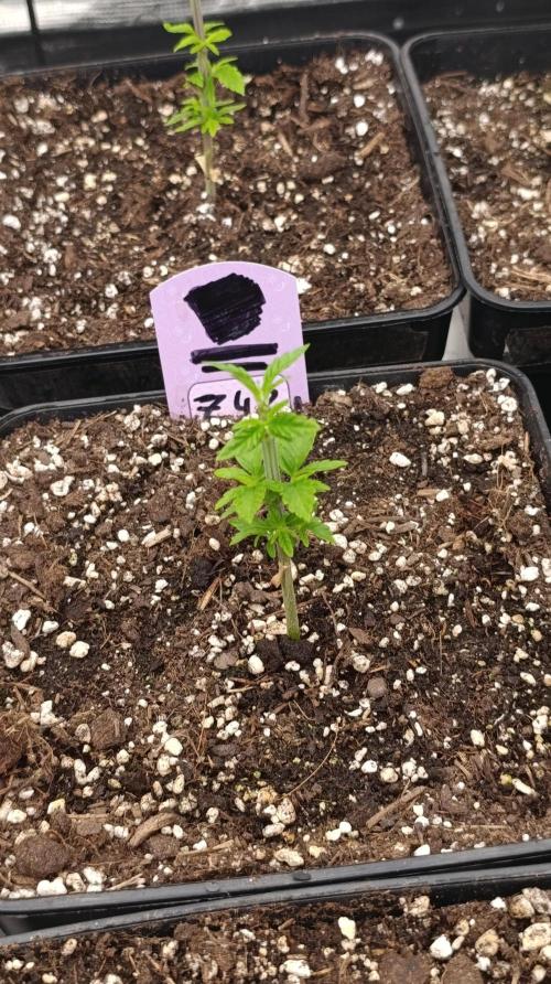 Z42 Limited Edition. Week 6
