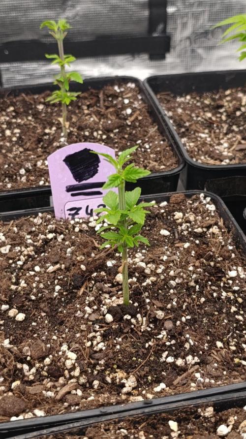 Z42 Limited Edition. Week 6