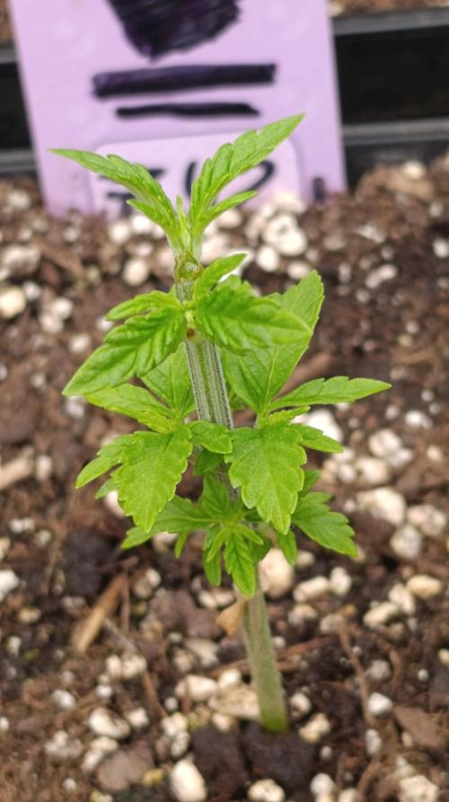 Z42 Limited Edition. Week 6