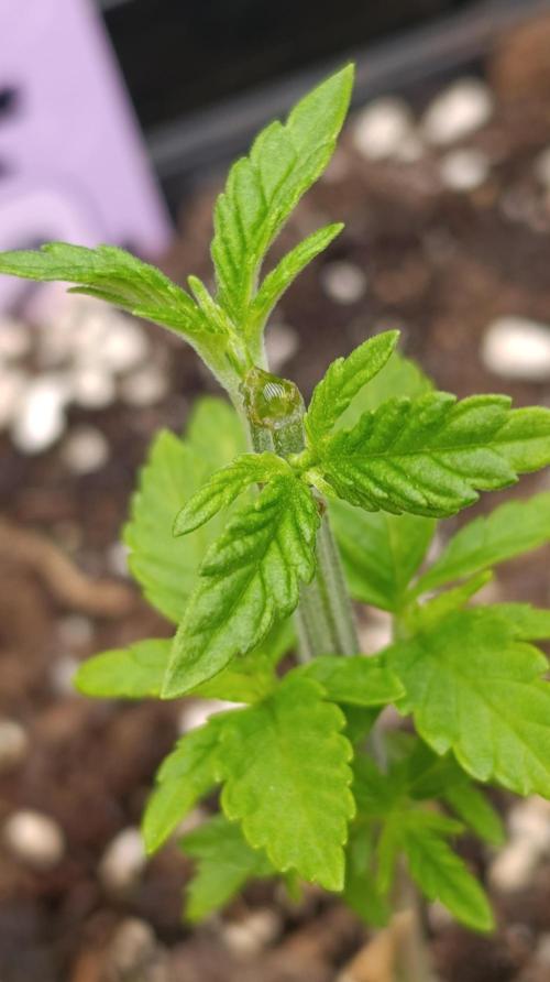 Z42 Limited Edition. Week 6