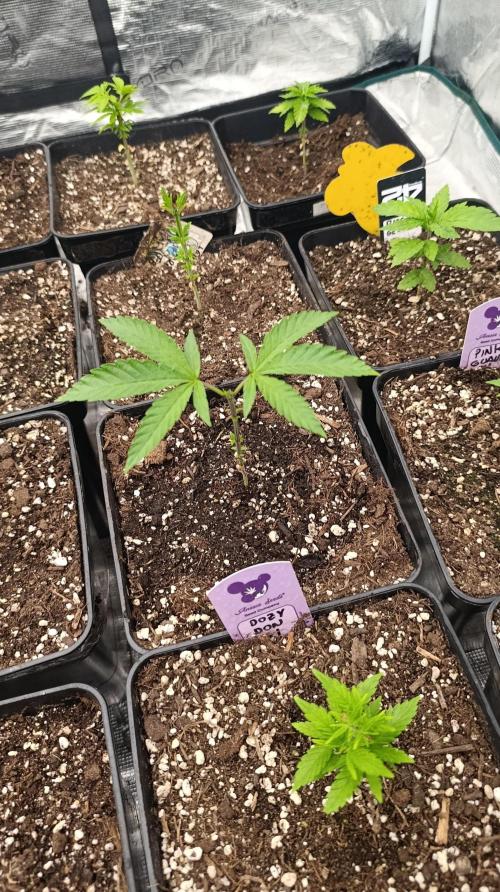 Triple Mints XXL. Week 6