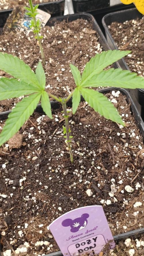 Triple Mints XXL. Week 6