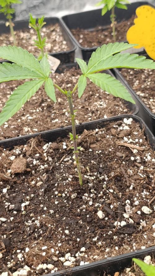 Triple Mints XXL. Week 6