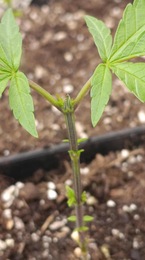 Triple Mints XXL. Week 6
