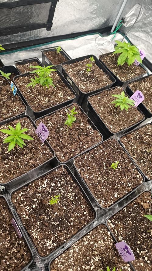 Super Lemon Cherry. Week 5