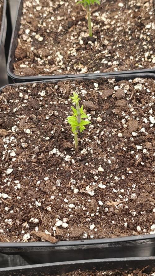 Super Lemon Cherry. Week 5