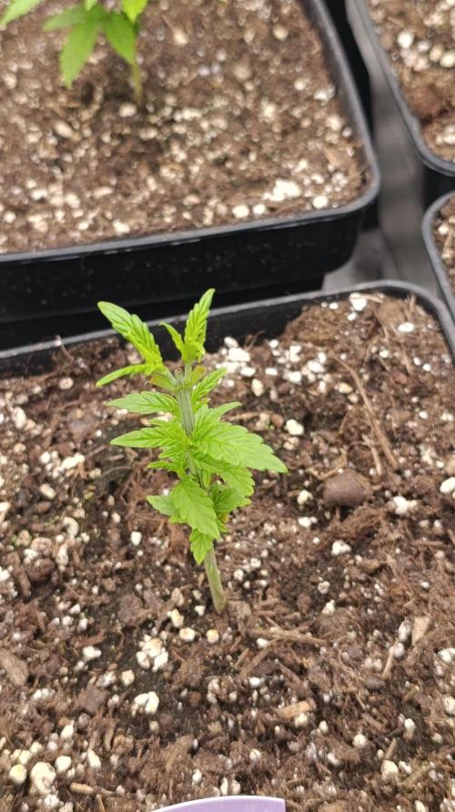 Super Lemon Cherry. Week 5