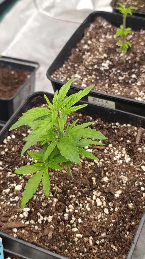 Super Lemon Cherry. Week 5