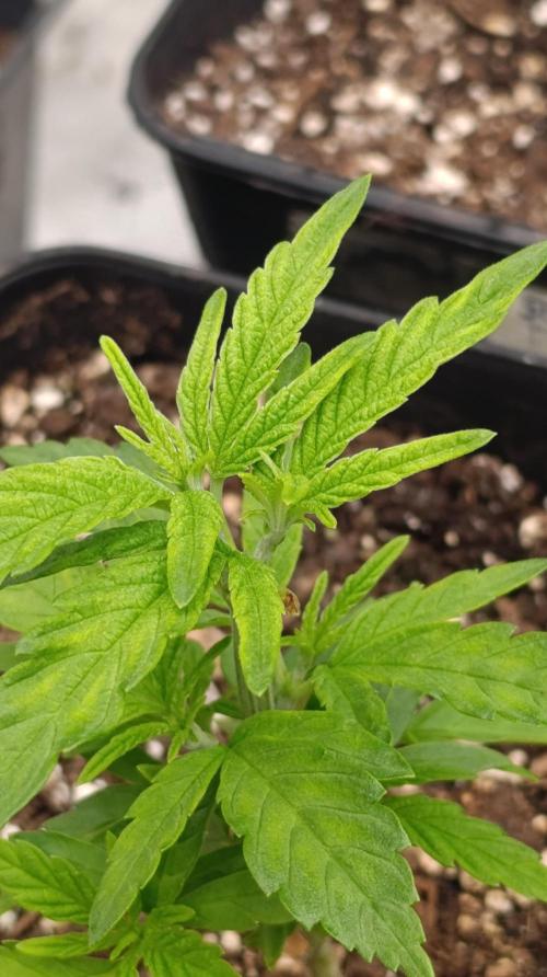 Super Lemon Cherry. Week 5