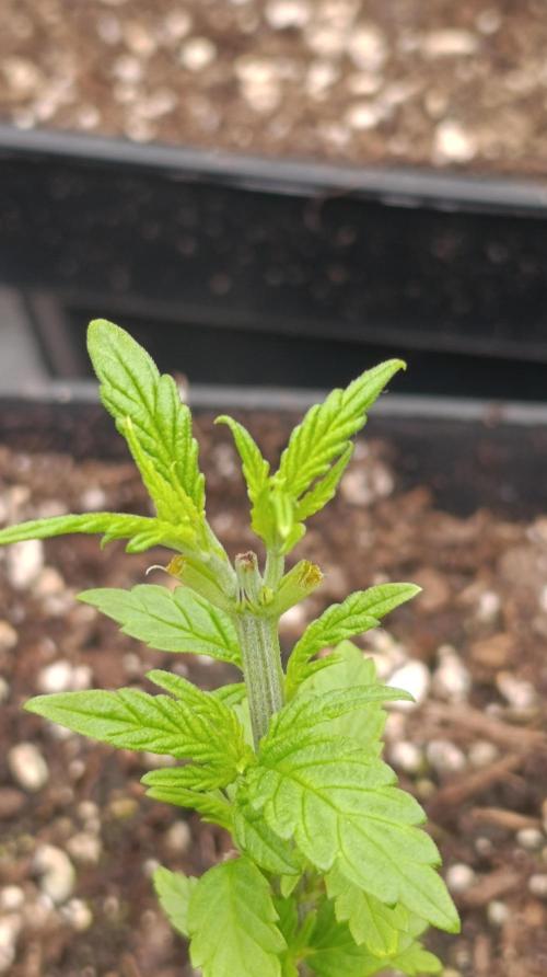 Super Lemon Cherry. Week 5