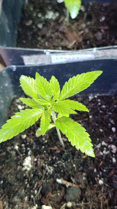 Lemon Parmesan. Week 2