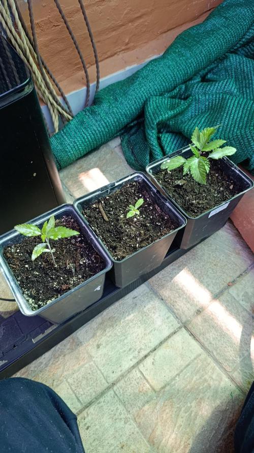 Variegated Parmigiano. Week 2