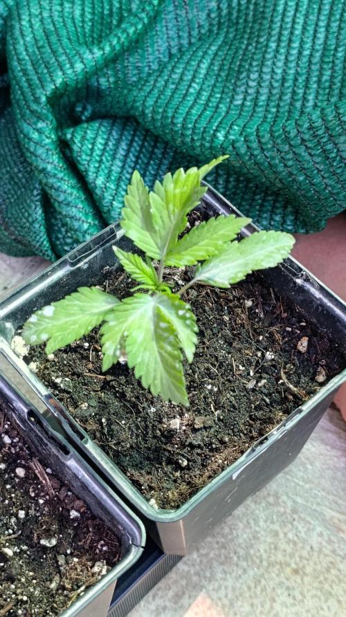 Variegated Parmigiano. Week 2