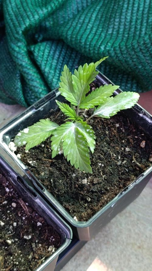 Variegated Parmigiano. Week 2