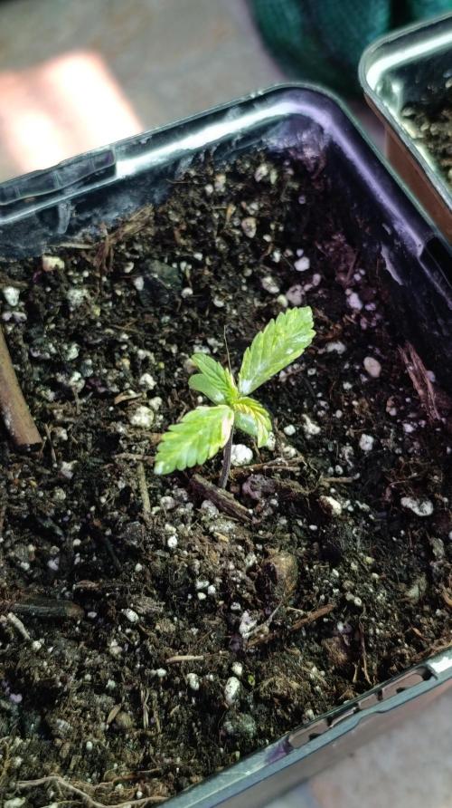 Variegated Parmigiano. Week 2