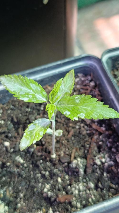 Variegated Parmigiano. Week 2
