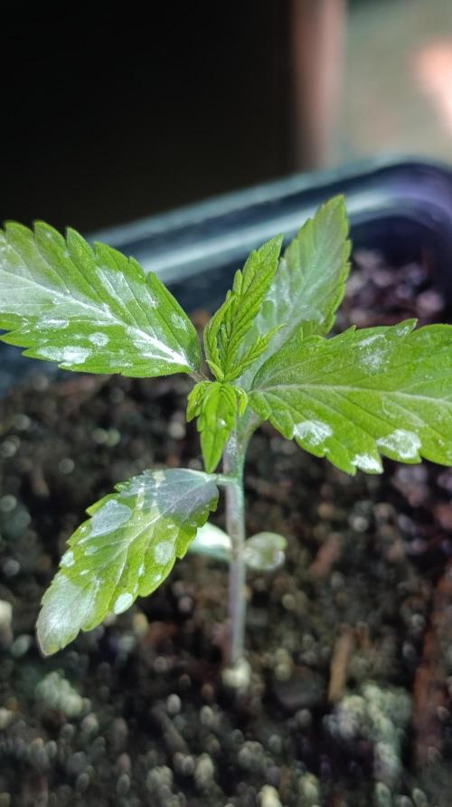 Variegated Parmigiano. Week 2