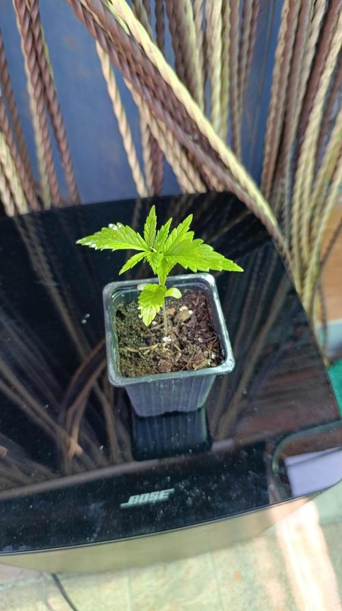 Gello Z & Xpertnutrients. Week 2