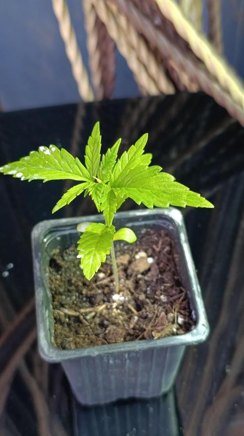 Gello Z & Xpertnutrients. Week 2