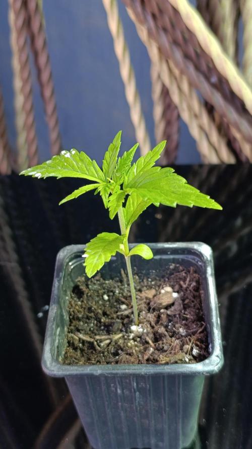 Gello Z & Xpertnutrients. Week 2